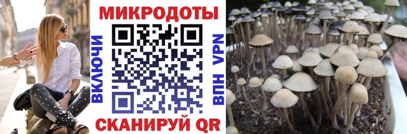 darknet официальный сайт Теберда mega ссылка Псилоцибиновые грибы Magic Shrooms сколько стоит